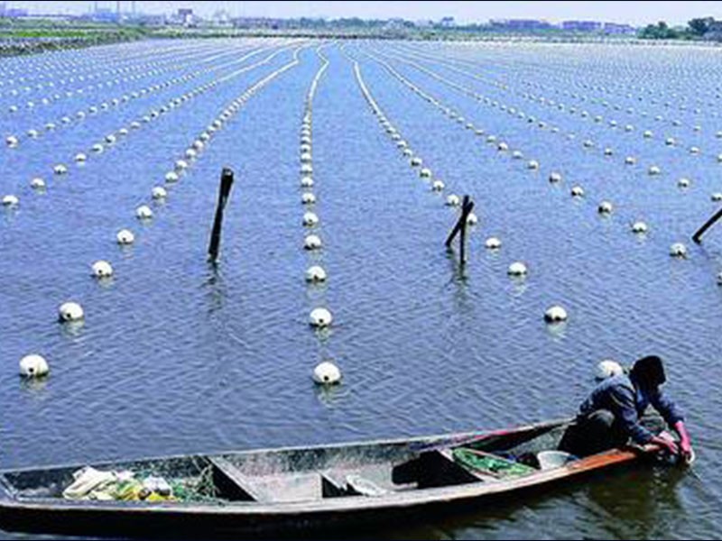 Aquaculture