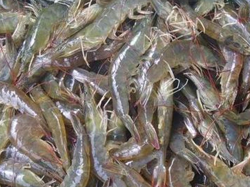 Aquaculture
